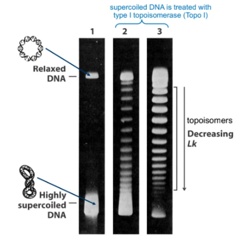 <ul><li><p>A population of mostly supercoiled circular DNA molecules shown in Lane 1 has been treated with Topo I in Lanes 2 and 3 (for a longer period of timein Lane 3).</p></li><li><p>The products of Topo I treatment migrate to different points in the gel depending on their linking number, Lk; each band differs by a single Lk (i.e., these DNA molecules are topoisomers).</p></li><li><p>With long enough Topo I treatment, all of the supercoiled DNA will be completely relaxed.</p></li></ul><p></p>