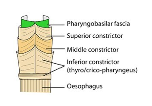 <p>-pharyngobasilar fascia </p><p>-strong fibrous sheet which lines the muscles of the pharynx internally</p>