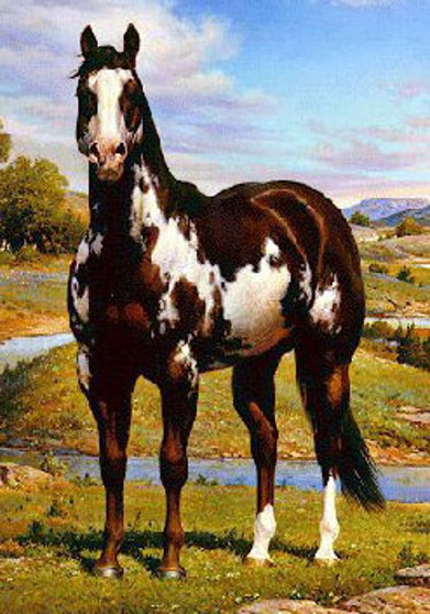 <p>White on sides or ventrum (no white over midline)</p><p>White edges are irregular or jagged</p>