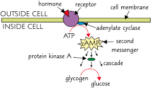 <ul><li><p>adrenaline binds to a complementary receptor on the cell surface membrane of a liver cell</p></li><li><p>the binding of adrenaline causes the protein to change shape, activating a G protein</p></li><li><p>this activates the enzyme adenylyl cyclase</p></li><li><p>the activated adenylyl cyclase converts ATP → cAMP</p></li><li><p>cAMP acts as a 2nd messenger, binding to and activating many protein kinases via phosphorylation, amplifying the signal from adrenaline</p></li><li><p>protein kinases activate enzymes that catalyse the breakdown of glycogen into glucose glucose moves out of liver cells by FD and into the blood through channel proteins</p></li><li><p>this increases blood glucose conc so more glucose can be delivered to body cells for R</p></li></ul><p></p>