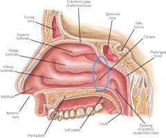 <p>lined with hairs and mucous membrane that act as a filter</p>