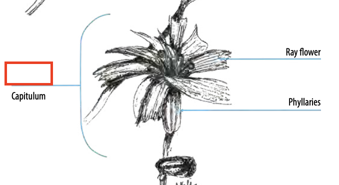 <ul><li><p>type of capitulum</p></li><li><p>ray flowers only</p></li></ul><p></p>