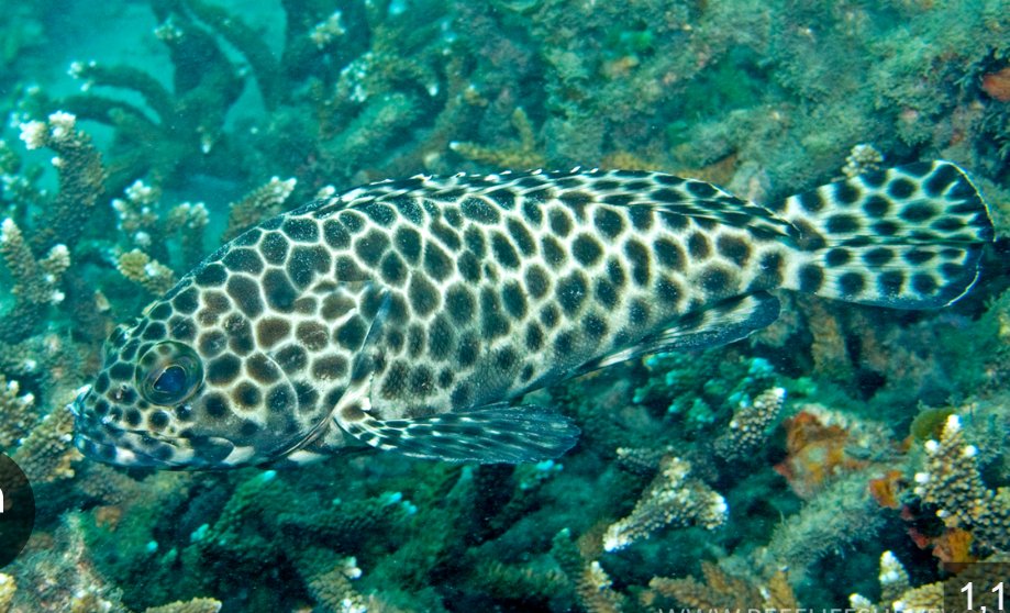 <p>Epinephelus quoyanus</p>