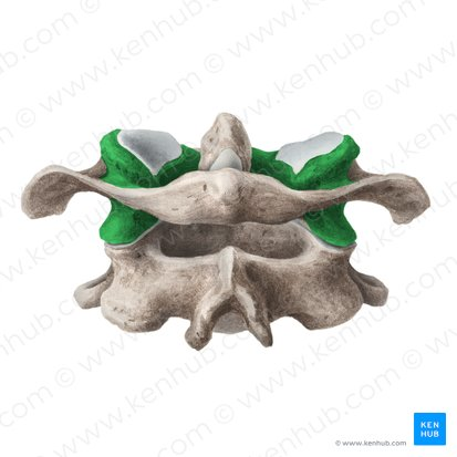 <p>What Joint?</p>