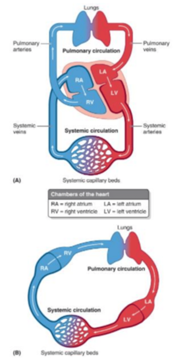 <p>The passage of venous blood from the right atrium of the heart through the right ventricle and pulmonary arteries to the lungs where it is oxygenated and its return via the pulmonary veins to enter the left atrium and participate in systemic circulation.</p><p>* Artery's are more thicker than veins because they have more components. They have an elastic membrane and smooth muscles.</p><p>* difference: since veins don't have smooth muscles they have a valve cusps that helps pump the blood back to the heart.</p>