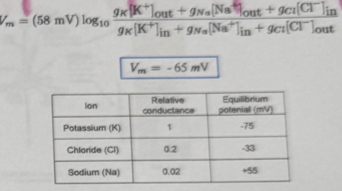 <ul><li><p><span style="background-color: transparent;">Vm = -65mv which also shows how potassium plays largest role in RMP(most permeable to potassium) and sodium smallest</span></p><ul><li><p>relative conductance - how permeable the membrane is to that ion</p></li><li><p>Equilibrium potential - the membrane voltage where that ion would be in balance</p></li></ul></li></ul><p></p>