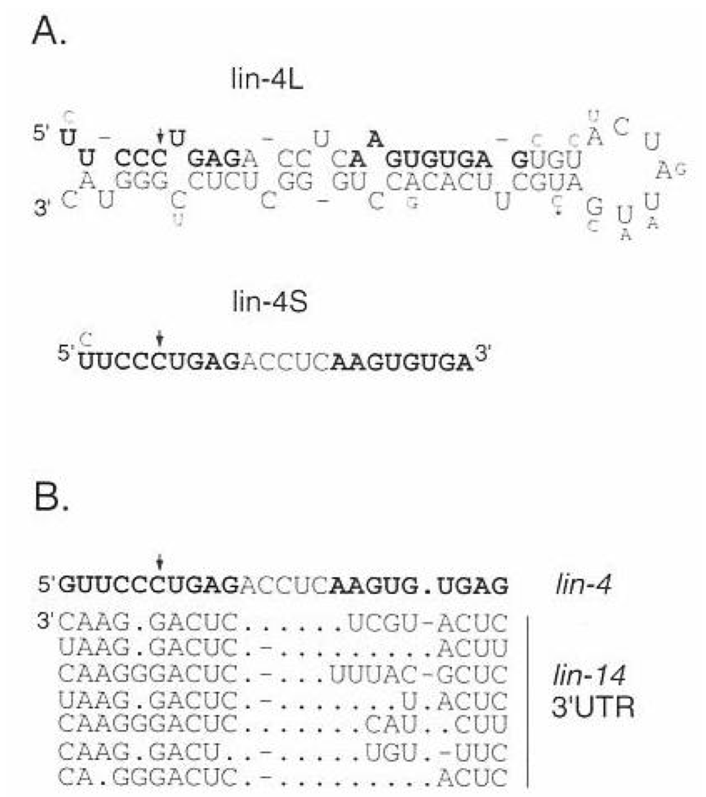 <ul><li><p>the smaller <em>lin-4</em> transcript is the one that is able to hybridize to the 7 regions within the <em>lin-14</em> 3’UTR</p></li><li><p>the larger <em>lin-4</em> transcript forms a hairpin structure → it is processed further to make lin-4s</p></li></ul><p></p>