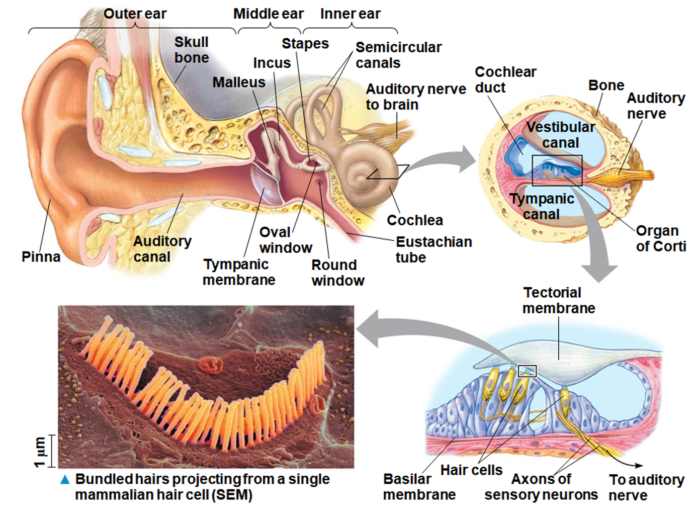 <p>Hearing in mammals (9)</p><ul><li><p><span style="color: rgb(249, 110, 255);">Mechanoreceptors</span></p></li></ul><p></p>