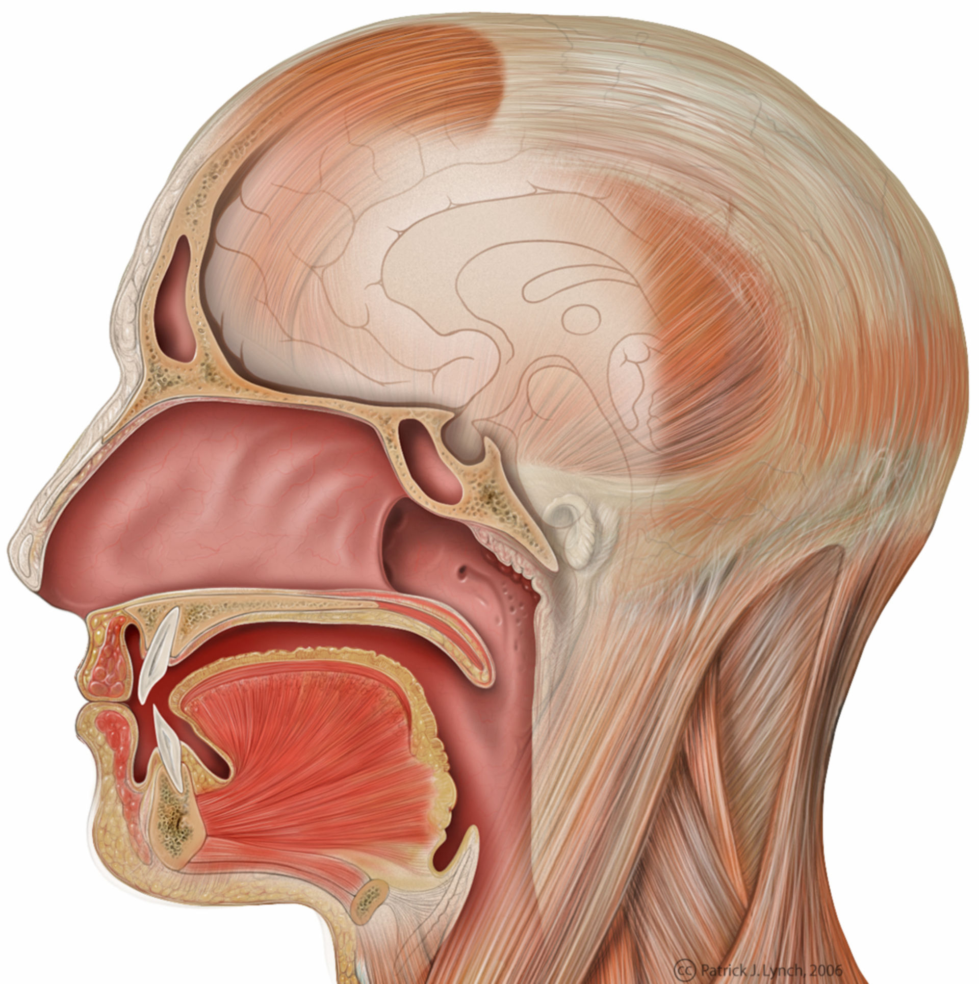 <p>inside mouth</p>
