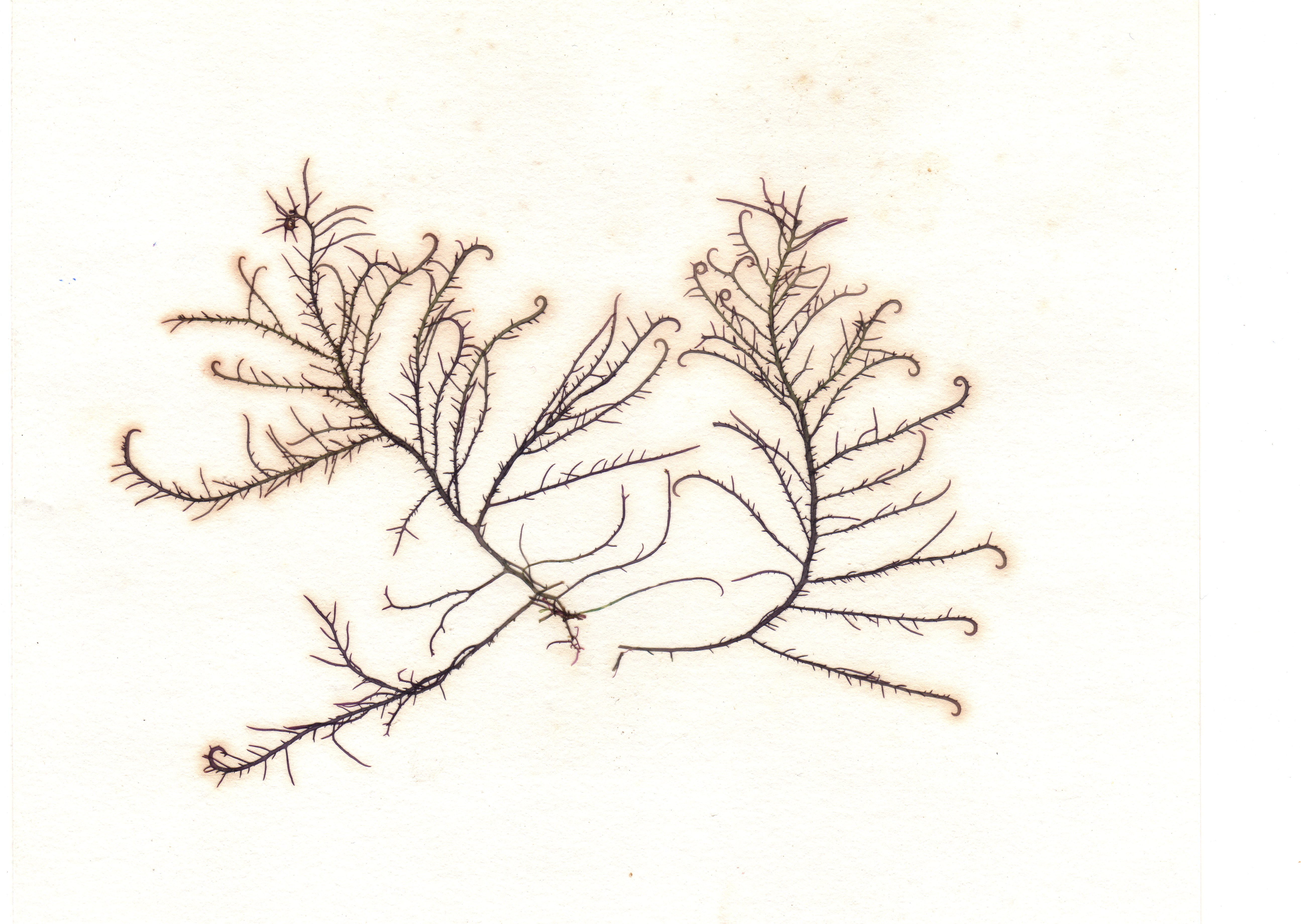 <p>Hooked Weed</p>