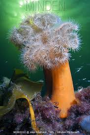 <p>Frilled Anemone </p>