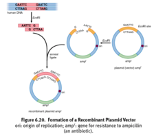 <p>1) Introduce DNA fragment into a vector plasmid.</p><p>2) A restriction enzyme (restriction endonuclease) cuts both the plasmid and fragment, which are left at stick ends.</p><p>3) Fragment then binds to the plasmid, and can be introduced into bacterial cell and permitted to replicate, generating multiple fragment copies.</p><p>4) Vectors contain the origin of replication, the fragment of interest, and at least one gene for antibiotic resistance.</p><p>5) Once replicated, bacterial cell cane be used to create a protein of interest, or lysed to allow isolation of magnified fragment.</p>
