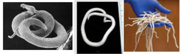 <p><mark data-color="yellow" style="background-color: yellow; color: inherit;">Multicellular, Eukaryotic parasitic worms. </mark><u><mark data-color="yellow" style="background-color: yellow; color: inherit;">Includes</mark></u><mark data-color="yellow" style="background-color: yellow; color: inherit;">:</mark></p><ul><li><p>free-living and parasitic worms</p></li><li><p><strong><mark data-color="purple" style="background-color: purple; color: inherit;">roundworm</mark></strong>: [__] with cylindrical tapered body. i.e, (<strong><mark data-color="purple" style="background-color: purple; color: inherit;">nematodes</mark></strong>)</p></li><li><p><mark data-color="purple" style="background-color: purple; color: inherit;">flat worms</mark>: [__] with flat body form. further divided into</p><ul><li><p><strong><mark data-color="blue" style="background-color: blue; color: inherit;">tapeworms (cestodes)</mark></strong></p></li><li><p><strong><mark data-color="blue" style="background-color: blue; color: inherit;">flukes (trematodes)</mark></strong></p></li></ul></li></ul><ul><li><p>obtained from water and soil</p></li><li><p>common in children all over the world in developing countries</p></li></ul><p></p>