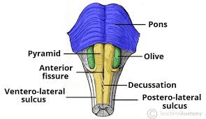 <p>The medullary pyramids are the two long ridges on the front (ventral) surface of the medulla.</p><p><strong><u>What they contain:</u></strong></p><ul><li><p>The corticospinal tract — the main motor pathway coming from the primary motor cortex.</p></li></ul><p></p>