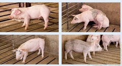 <p>Which stage would you put these pigs at for individual care: A, B or C</p>