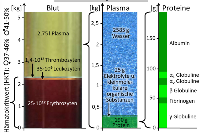 <p><strong>Zusammensetzung:</strong><br></p><ul><li><p>Blut = Plasma + geformte Bestandteile (=Blutzellen)</p></li></ul><p><strong>Mengenverhältnisse:</strong><br></p><ul><li><p>Von 1000 Blutzellen sind ca. ... ... 946 rot ... 1 weiß ... 53 Thrombos</p></li></ul><p><strong>Bestandteile:</strong><br></p><ul><li><p><strong>Plasma</strong> = Lösungsmittel (=Wasser) + Elektrolyte + Proteine</p></li><li><p><strong>Serum</strong> = Plasma ohne diejenigen Proteine, die sich im geronnenen Blut finden. (Blutplasma ist also nicht mehr gerinnungsfähig.)</p></li><li><p><strong>Hämatokrit </strong>(Verschwindender Einfluss der nicht-Erythrozyten-Zellen aufgrund kleiner Anzahl)</p></li><li><p>Ziemlich genau 50% Wasser</p></li><li><p><strong>Proteine</strong>: Makromoleküle, die im Plasma gelöst sind und eine Reihe von Aufgaben erfüllen, z.B.:</p><ul><li><p>Transport von schlecht löslichen Substanzen (z.B. Fette) *</p></li><li><p>Aufrechterhaltung des kolloidosmotischen Drucks (KOD, osmotischer Druck, der von großen, sich in Lösung befindenden Teilchen aufgebaut wird.) *</p></li><li><p>Enzymatische Funktion</p></li><li><p>Regulierung des pH-Werts *</p></li><li><p>Energielieferant</p></li><li><p>Hämostase</p></li><li><p>Immunfunktion</p></li></ul></li></ul><p><span>*: Insbesondere die Aufgaben von Albumin</span></p>