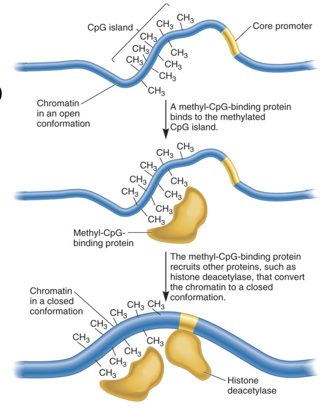 <p>SUV39H deposits H3K9me, which then recruits HP1</p><p>This links the DNA methylation signal to the histone-based heterochromatin machinery, making the OFF state stable and self-sustaining</p>