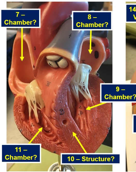<p>What chamber is 9</p>