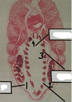 <p>point 2 on this lancelet</p>