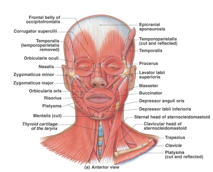 <p><strong>Bipartite scalp muscle</strong> consisting of the <strong>frontalis </strong>and <strong>occipitalis</strong></p><p>connected by the <strong>galea aponeurotica</strong>.</p><p>Alternating actions <strong>pull the scalp forward and backward</strong></p>