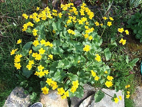 <ul><li><p>Glossy kidney-shaped leaves</p></li><li><p>Bright yellow buttercup-like flowers in spring</p></li><li><p>Thick hollow stems</p></li><li><p>Clumps in shallow water</p></li><li><p>Marshes, ponds & wet ditches</p></li><li><p>Raw plant can irritate stomach</p></li></ul><p></p>