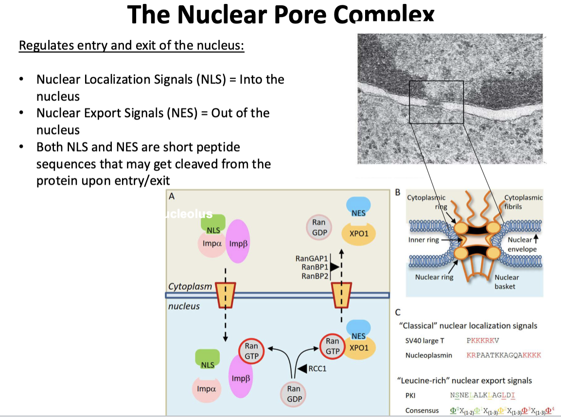 <p>Into the nucleus </p>