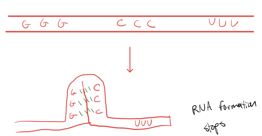<ol><li><p>Intrinsic terminator is reached in the DNA and translated into RNA</p></li><li><p>Terminator RNA sequence forms a hairpin loop, bonding with its own base pairs, that pulls away from the template DNA</p></li><li><p>RNA formation stops</p></li></ol><p></p>