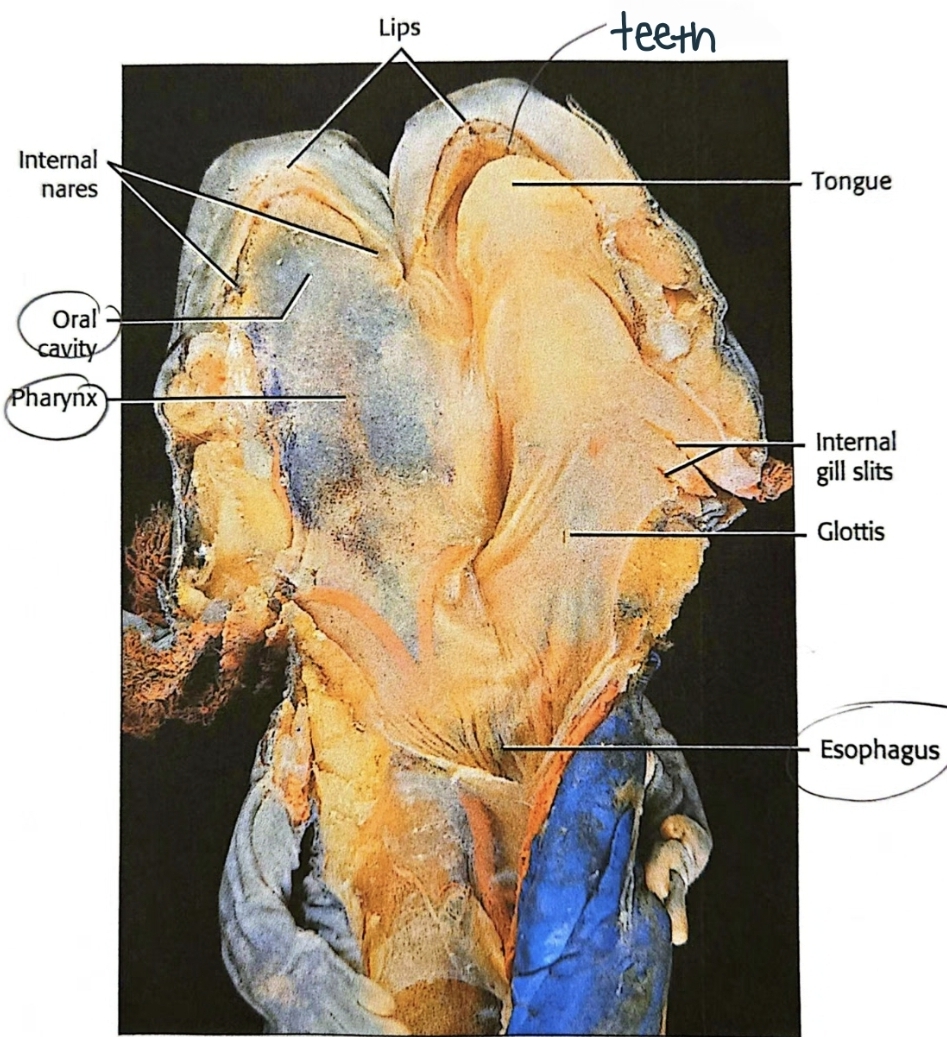 <p>oral cavity</p>