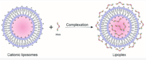 <p>Describe the lipoplex</p>