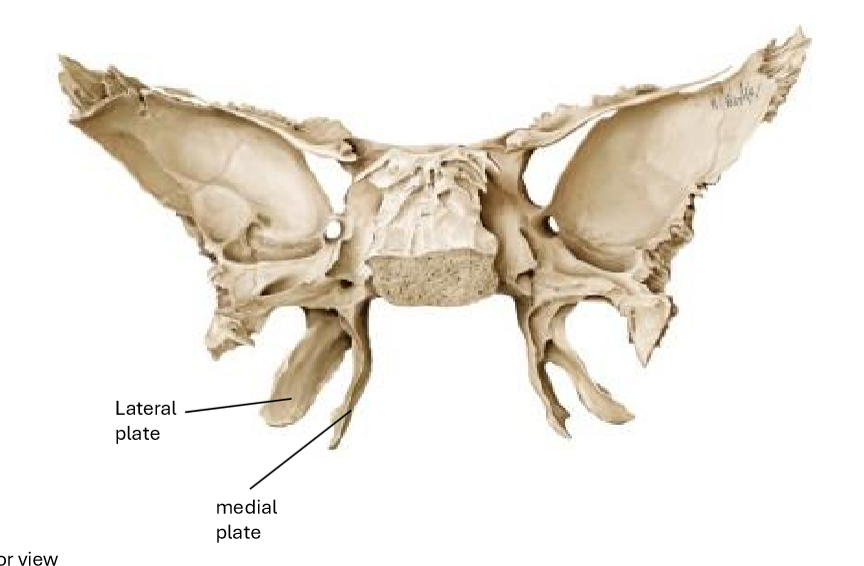 <p>Of pterygoid process</p>