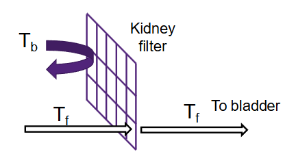 <ul><li><p>The kidney is a filter of water-soluble material </p></li><li><p>T<sub>f</sub> can bypass to bladder whereas T<sub>b</sub> cannot bypass due to larger molecule weight</p></li></ul><p></p>