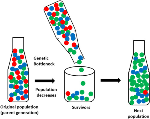 <p>Genetic drift mechanism </p>