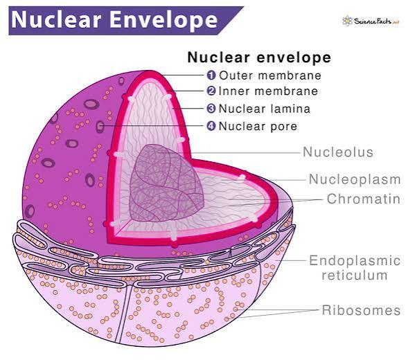 <p>Nuclear Envelope</p>