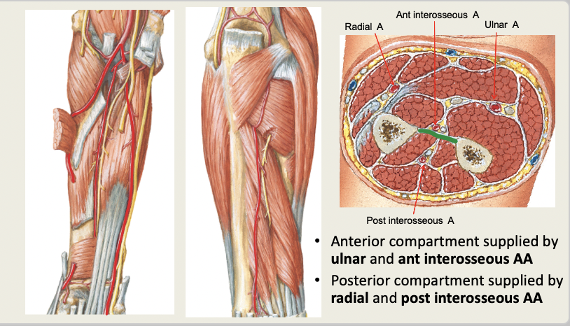 <p>Ant: ULNAR + ANT interosseous AA<br>Post: RADIAL + POST interrosseous AA</p><p></p>