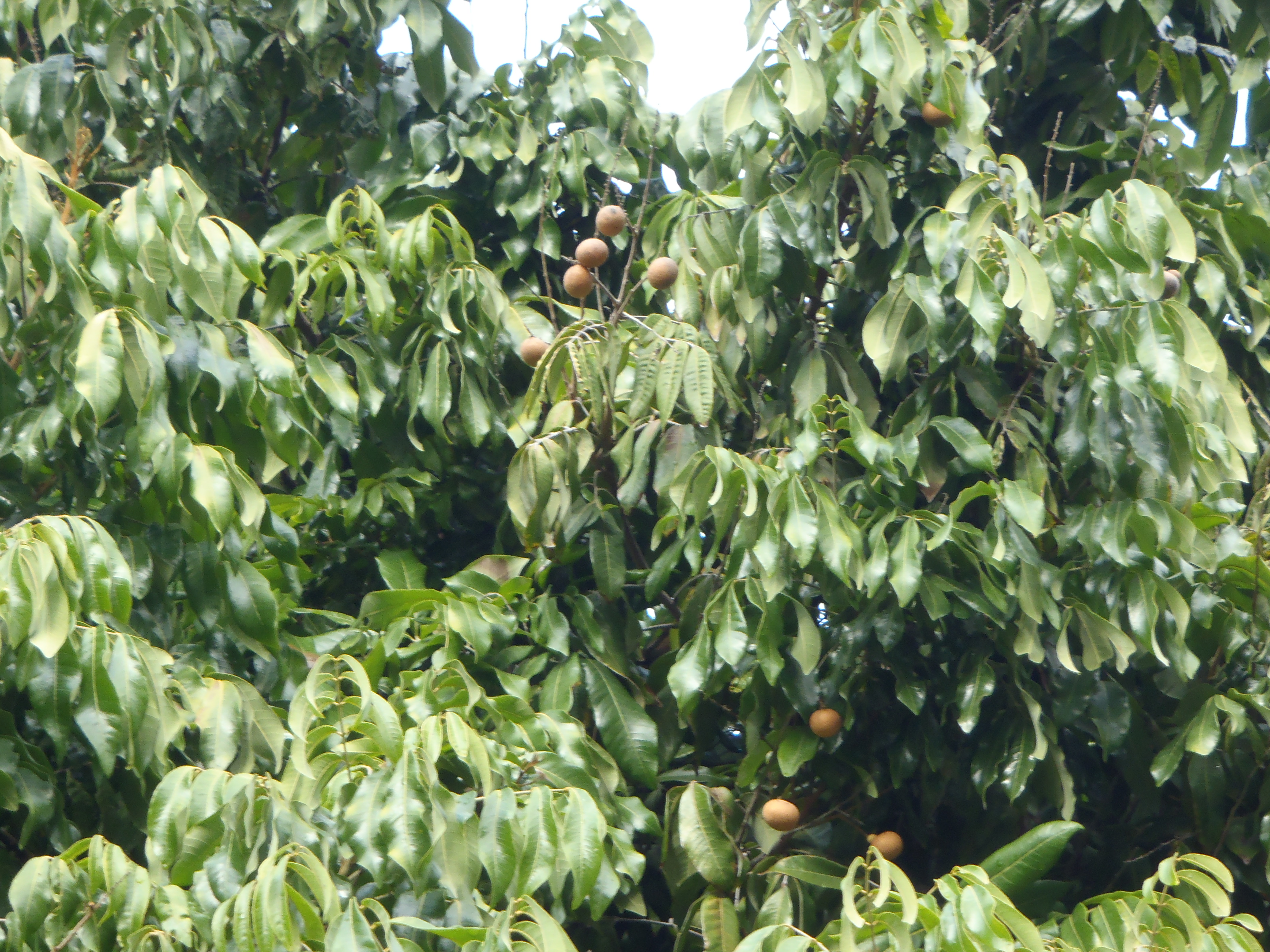 <p>Dimocarpus longan - Longan</p>