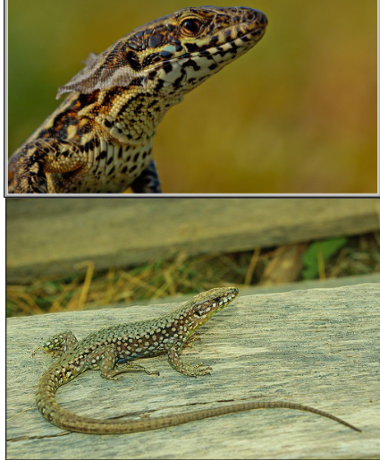 <p>Common Wall Lizard, </p>