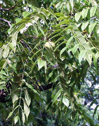 <p>scientific name</p>