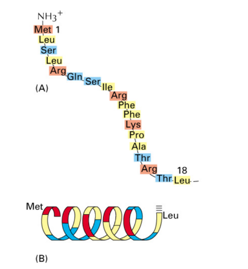 <p><strong><u>Nuclear encoded proteins</u></strong> = targeting signal </p><ul><li><p><strong>N-terminal amphipathic α-helix + (+) charged amino acids</strong>= helix w/ hydrophobic + hydrophilic sides </p><ul><li><p>Necessary &amp; sufficient → import → mitochondria </p></li><li><p>Signal = bound by receptor protein of <u>outer mitochondrial membrane</u></p></li></ul></li><li><p><strong>Post-translational transmembrane transport</strong> = process where protein synthesis → cytosol BEFORE transport across mitochondrial membrane</p></li></ul><p><strong><u>Mitochondrial-encoded proteins</u></strong> ≠ targeting signal </p><ul><li><p>Signal NOT NEEDED</p></li><li><p>Synthesized in matrix</p></li></ul><p></p>