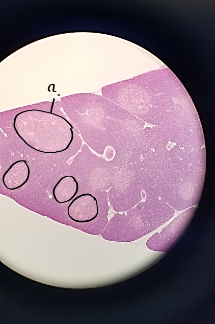 <p>what is outlined?</p>