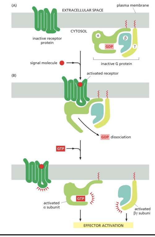 <p>the receptor protein undergoes a conformational change that enables it to activate a G protein on the cytosolic side.</p>