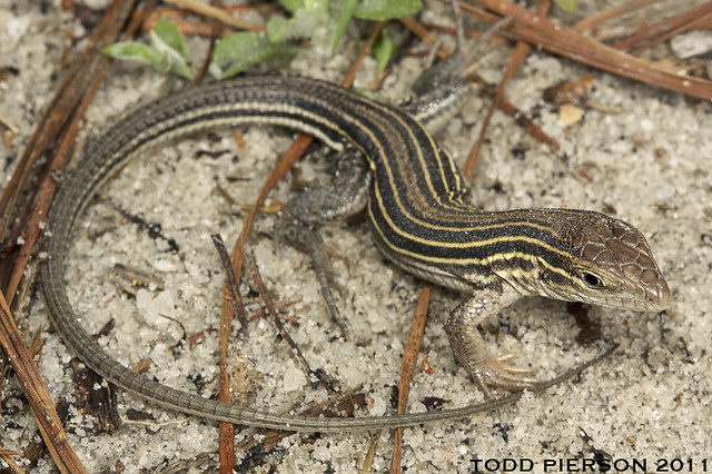 <p>Aspidoscelis sexlineatus</p>