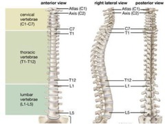 <p>33 irregular shaped bones</p>