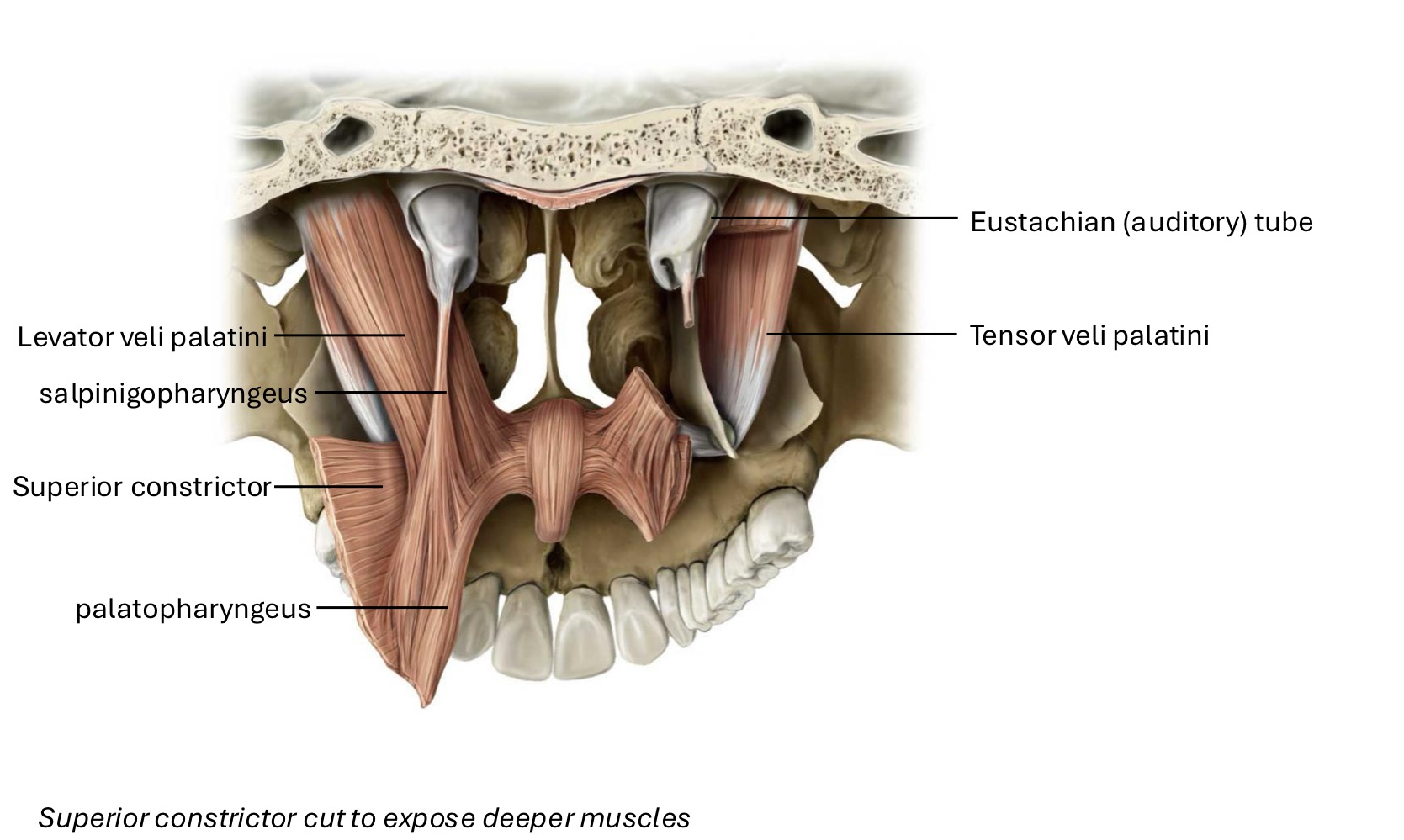 knowt flashcard image