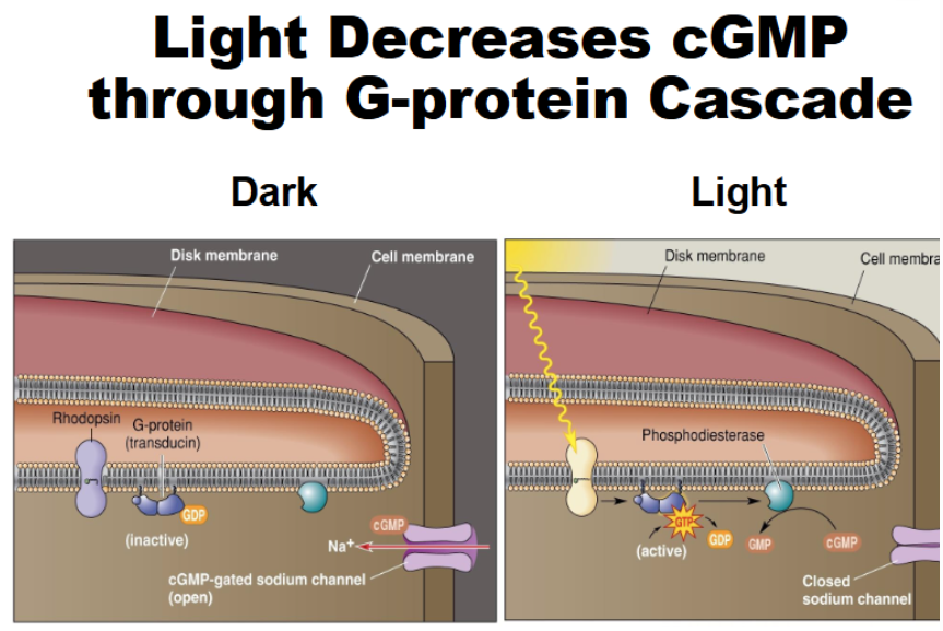 <p><strong><u>Dark Current</u></strong></p><p>In darkness, photoreceptors are actually active</p><ol><li><p>Rhodopsin is inactive</p></li><li><p>Transducin (G protein is inactive)</p></li><li><p>cGMP levels are high and keep sodium channels open</p></li><li><p>cGMP-gated Na channels stay open</p></li><li><p>Na continues to flow into the cell (dark current)</p></li><li><p>Cell stays depolarized (-30mV)</p></li><li><p>Glutamate is continuously released</p></li></ol><p></p><p><strong><u>Light Response</u></strong></p><p>When light hits the photoreceptors, the opposite occurs</p><ol><li><p>Light activates rhodopsin</p></li><li><p>Activated rhodopsin activates transducin (G protein)</p></li><li><p>Transducin activates phosphodiesterase (PDE)</p></li><li><p>PDE converts cGMP to GMP</p></li><li><p>cGMP decreases</p></li><li><p>Na channels close and don’t flow into cell (influx stops)</p></li><li><p>Cell is hyperpolarized (-65mV)</p></li><li><p>Glutamate release stops</p></li></ol><p></p><p>***Photoreceptors signal light by REDUCING neurotransmitter release</p><p>(add pics)</p>