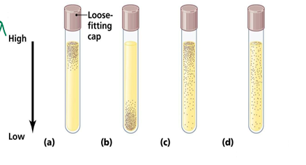 <p>Name the following oxygen requirements in the Thio broth</p>