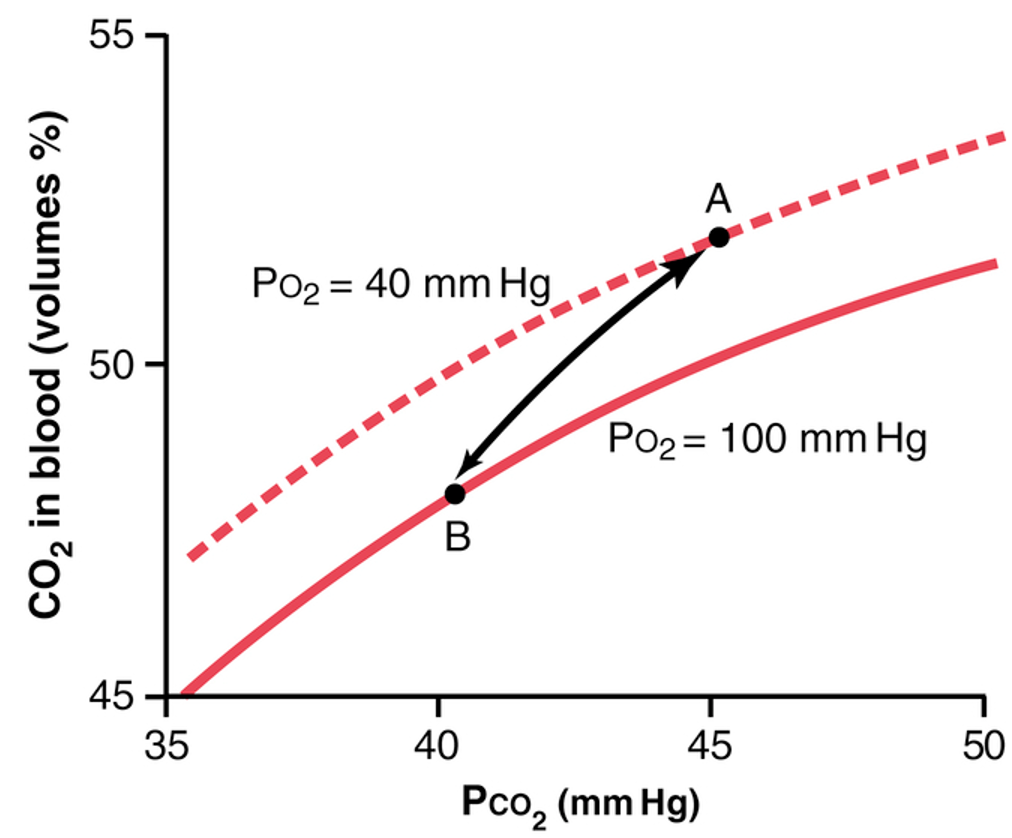 <p>What does <strong>Point B</strong> represent on the CO₂ dissociation curve?</p>