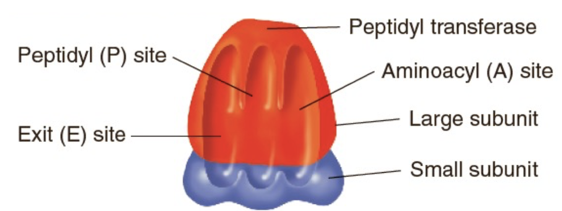 <p>-Small subunit binds to mRNA</p><p>-RNA in the large subunit has peptidyl transferase activity</p><p>It is a ribozyme that catalyzes peptide bond formation between amino acids</p><p>-3 distinct binding sites- E, P, and A sites</p>
