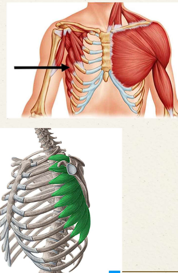 <ul><li><p>Protraction of the scapula</p></li><li><p>Upward rotation of the scapula</p></li><li><p>Stabilization of scapula against the thoracic wall</p></li></ul><p></p>