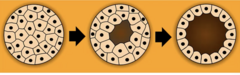 <p>- Morula: Solid ball of cells</p><p>- Blastula: A hollow ball, containing a fluid cavity called a blastocoel</p>