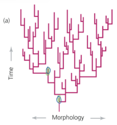 <p>(patterns of evolution)</p><ul><li><p>species arise by splitting</p></li><li><p>new species develop rapidly, especially on geological time scales</p></li><li><p>a small subpopulation of the ancestral form gives rise to the new species</p></li><li><p>the new species originates in very small part of the ancestral species’ geographic extent- in an isolated area at the periphery of the range</p></li><li><p>The fossil record should consist of a sharp morphological break between species (punctuation)</p></li><li><p>Migration of the descendant from the peripherally isolated area into its ancestral range</p></li><li><p>Rarely discover the actual event of speciation in the fossil record</p></li><li><p>Many morphological breaks in the fossil record are real</p></li></ul><p></p>